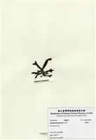 藏品(鳳尾菜)的圖片